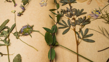 Botanyo_Images_Herbarium